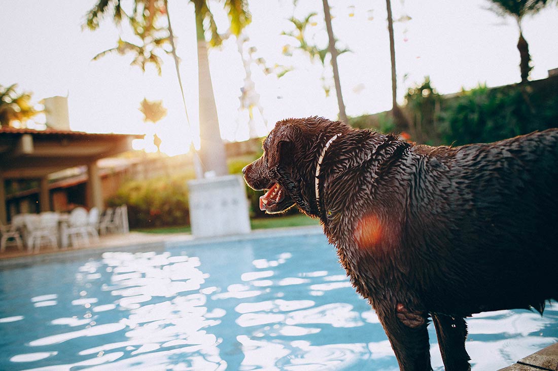 dog-by-pool-gazing-into-distance