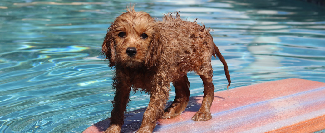 spooky-decor-you-can-add-to-your-poolside-blogimage1